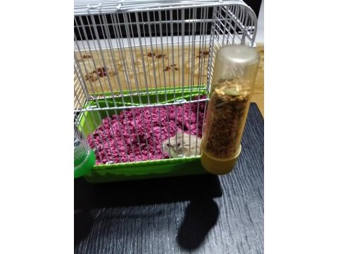Cok sevimli hamster