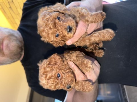 Poodle bebeklerim