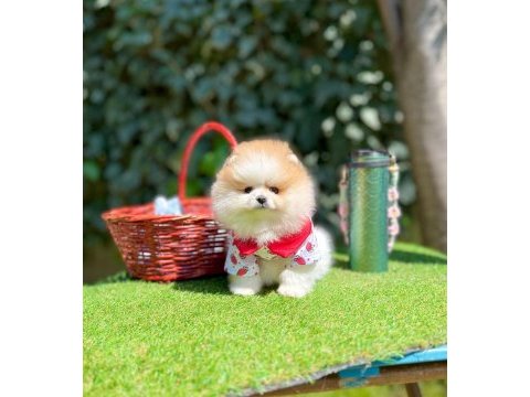 Orjinal ırk muhteşem güzellikte pomeranian boo yavrular