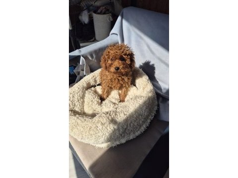 Mınık poodle prenses