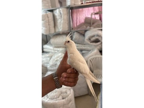 2 buçuk aylık sultan papağanı büyük kafesi acil