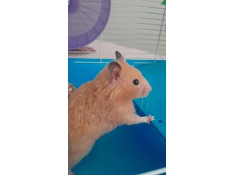 Dişi suriye hamsterı kafesiyle birlikte