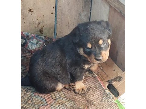 Macar koca kafa rottweiler yavrumuz