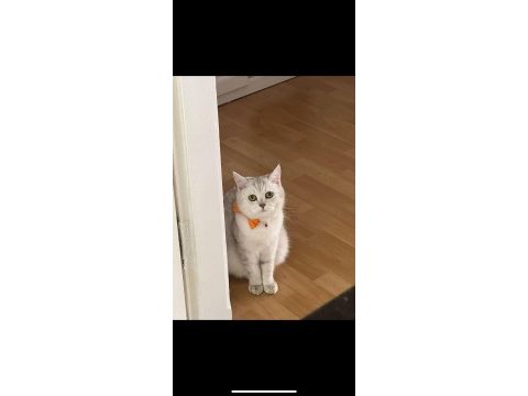 British shorthair yavru