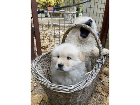 Safkan chow chow yavruları çin aslanı