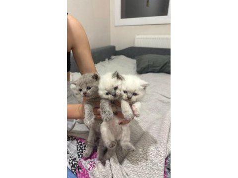 Safkan anne babanın british shorthair yavruları
