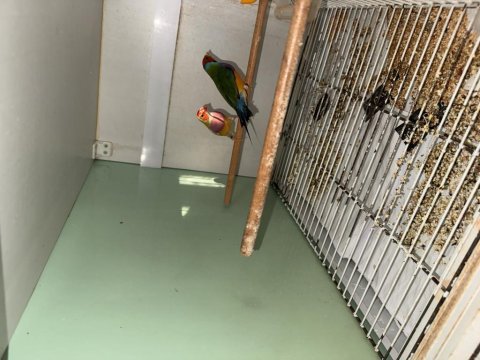 Gökkuşağı ispinozu goldian finch