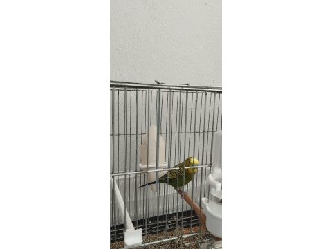 Sağlıklı erkek muhabbet kuşu