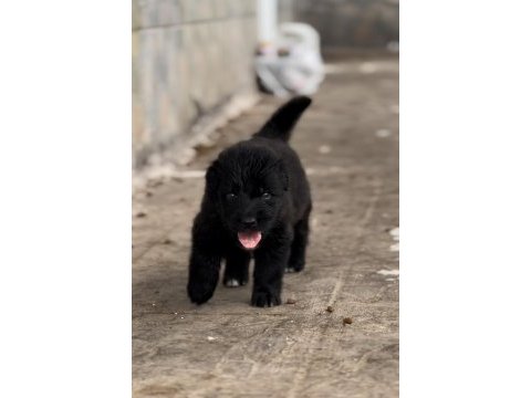 2 aylık black solid alman kurdu