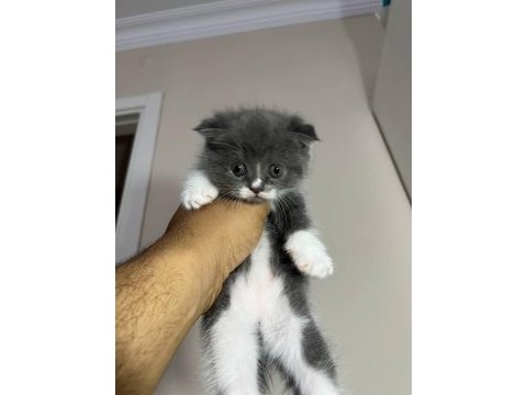 Safkan scottish fold yavruları