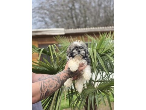 Aşılı sağlıklı shih tzu yavrular
