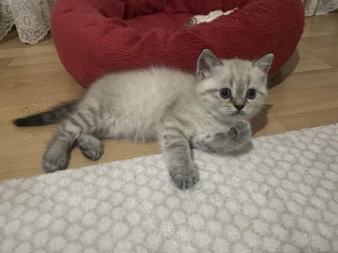 British shorthair dişi