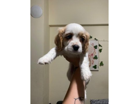 Irk ve sağlık garantili cavalier king charles prenseslerim