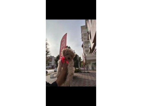 3 aylık dişi maltipoo