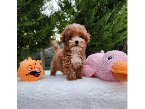 Maltipoo sevenler için muhteşem yavrular