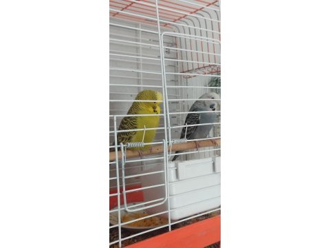 Muhabbet kuşu sağlam kan ciddi alıcılar yazsın