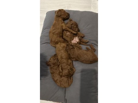 Toy poodle köpeklerimiz