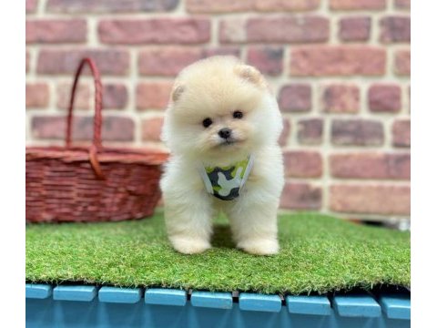 Safkan pomeranian boo yavrularımız