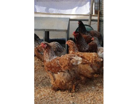 Blue porselen brahma kuluçkalık yumurta & civciv