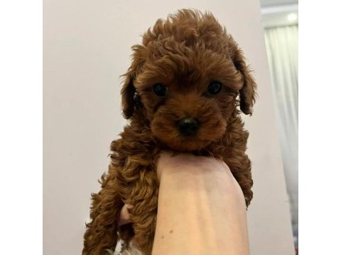 Toy poodle yavruları