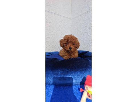 İnanılmaz güzellikte gerçek toy poodle yavrular