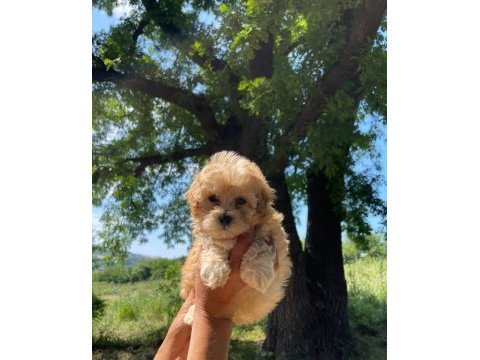 Maltipoo miniklerim