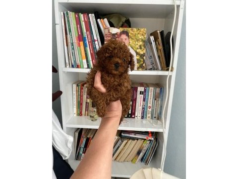 Safkan en küçük boy koyu renk toy poodle miniğim