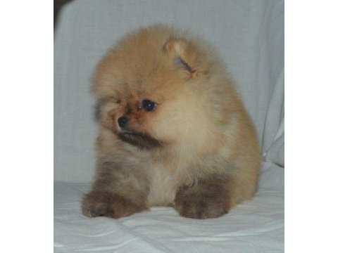 Teddy bear boo yavrular taksitle heryere gönderilir