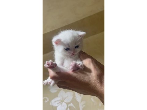 Chinchilla 1 buçuk aylık bebekler