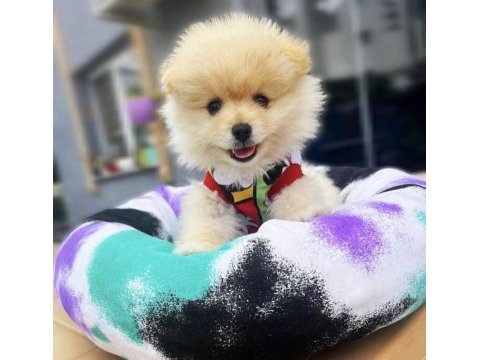 Pomeranian varsa daha iyisi o da annesi