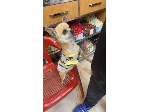 Chihuahua tüm aşıları tam full oyuncu