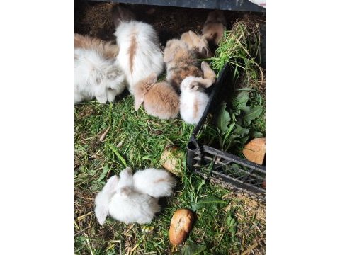 Safkan hollanda lop tavşanı