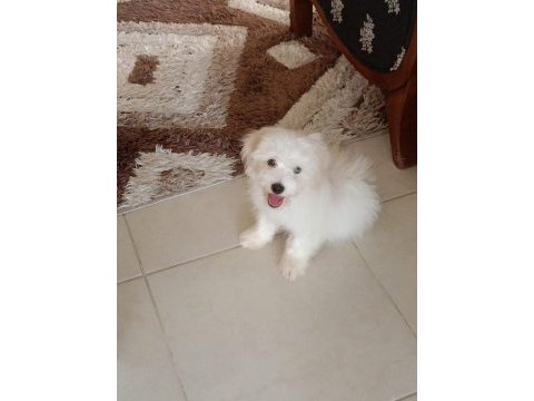 3 aylık erkek yavru köpeğimiz