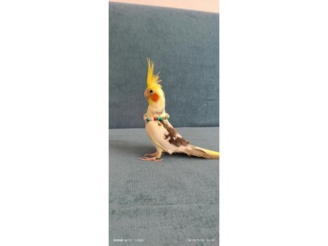Kuşlarımızı sahiplendirme