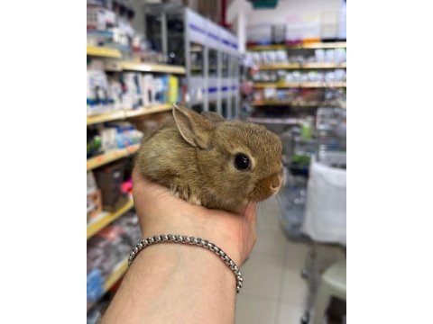 Cüce netherland dwarf tavşan