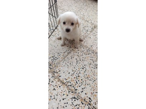 Cins uygun pomeranian yavrular