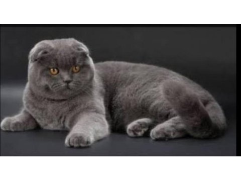 Uysal scottish fold kedim