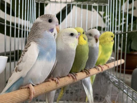Öğretmenden evde beslenen bakımlı muhabbet kuşları