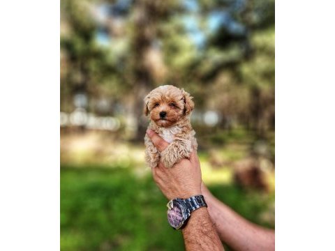 Gerçek maltipoo yavrularımız
