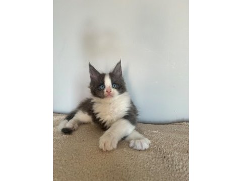 Sağlık ve ırk garantili minik maine coon devler