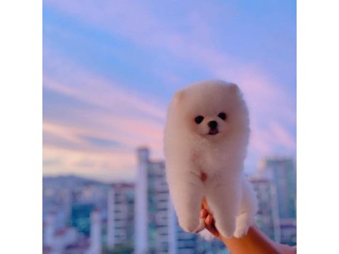 Pomeranian boo yavruları
