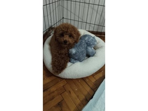 Toy poodle orjinal istanbul