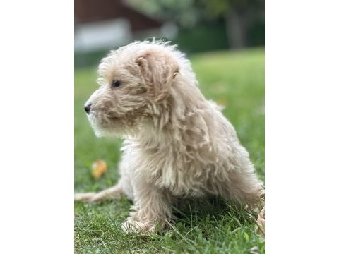 Toy poodle apricot