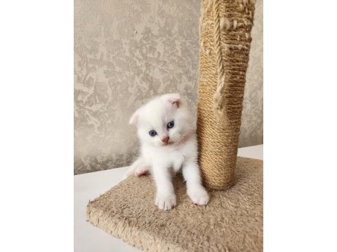 Bembeyaz ve blue point scottish fold 1.5 aylık bebekler