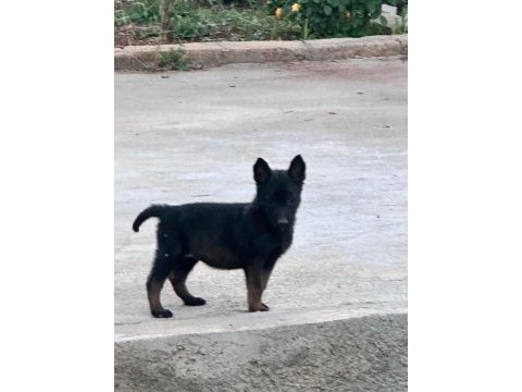 Anne baba a kalite belçika kurdu yavrular