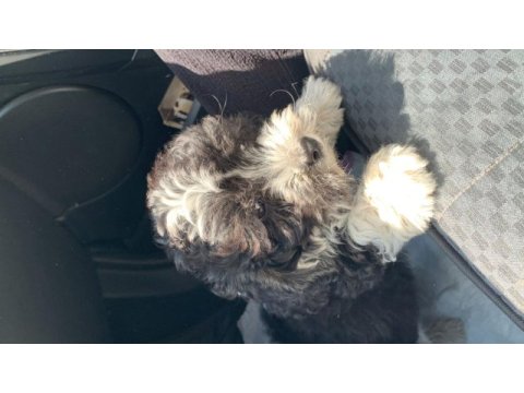 Maltipoo 3 aylık