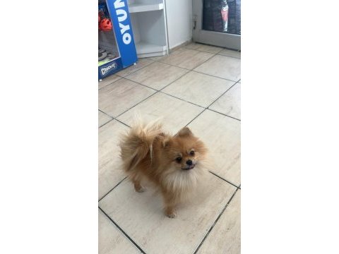 Pomeranian boo dişi köpeğimiz