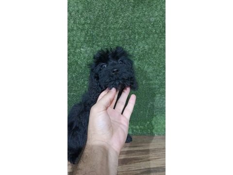 Maltipoo safkan