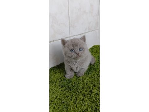 Munchkin cüce kedi ankara dişi ve erkek mevcuttur