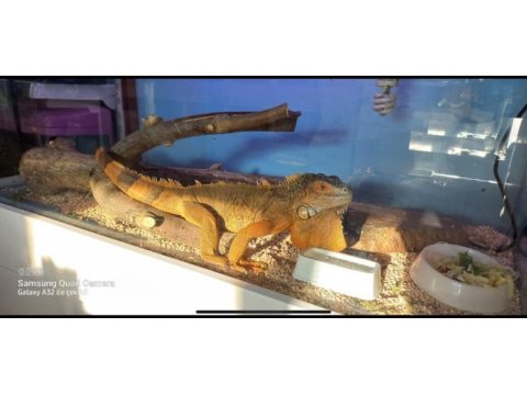 Kızıl iguana